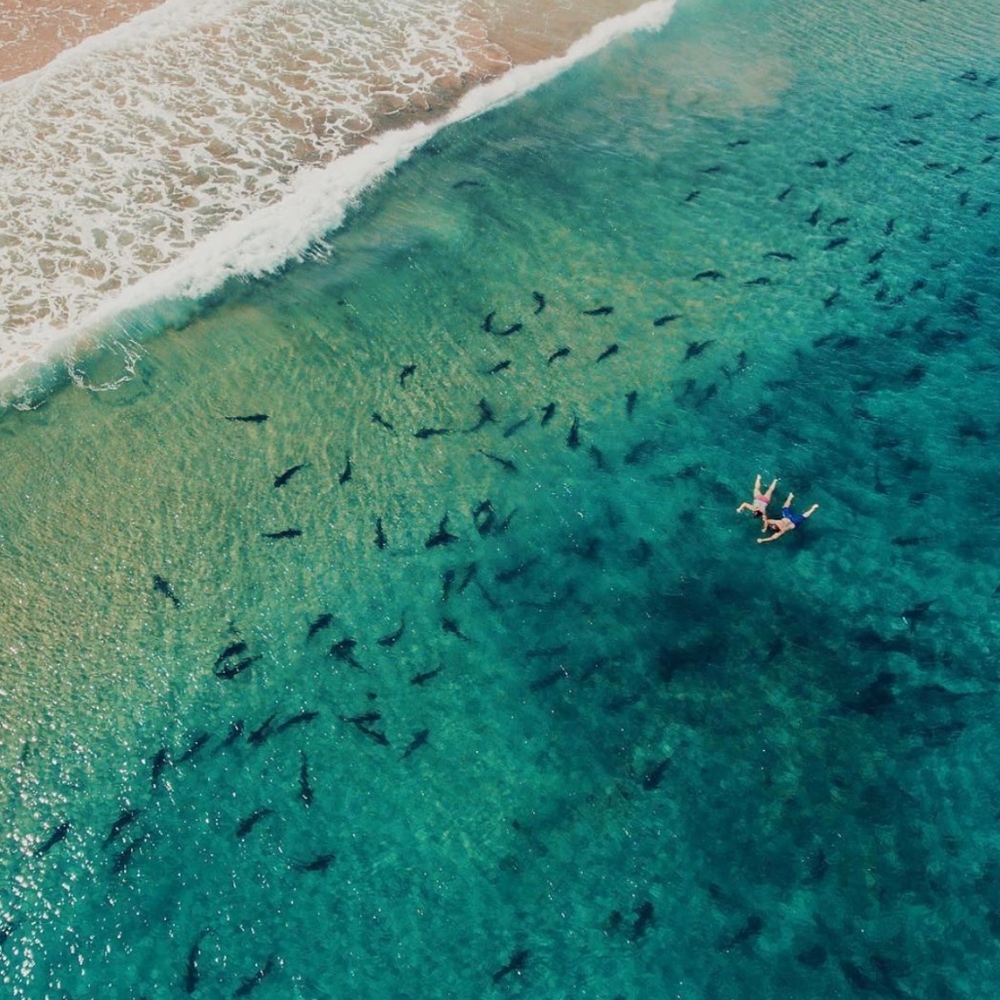 Meet your Posher, Le Pep